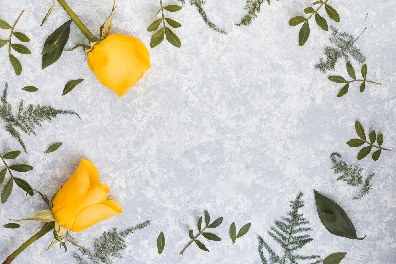 The Meaning of Yellow Roses: Why They’re More Than Just Beautiful Flowers